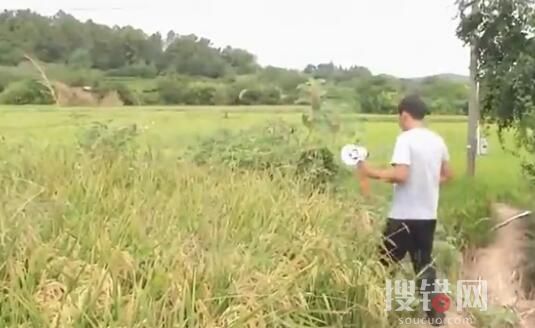 南京野豬跑到田里聽歌睡大覺 跟小孩子一樣在這里玩