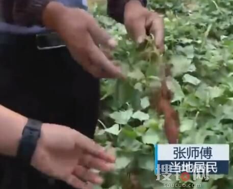 南京野豬跑到田里聽歌睡大覺 在這里搞破壞