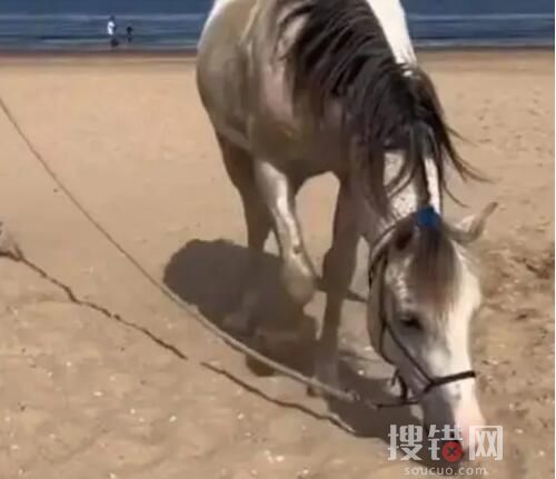 自稱騎馬回國的小伙道歉:都是假的 原因竟是這樣簡直太無語了