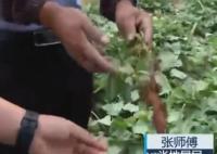 南京野豬跑到田里聽歌睡大覺 跟小孩子一樣在這里玩