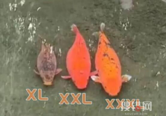 趵突泉3只胖錦鯉組團出游 究竟是怎么回事？