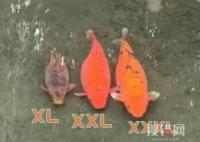 趵突泉3只胖錦鯉組團出游 背后真相實在讓人驚愕