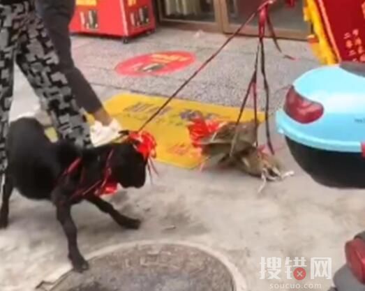 女子開卡車載山羊?yàn)殚|蜜慶生 原因竟是這樣讓人羨慕不已