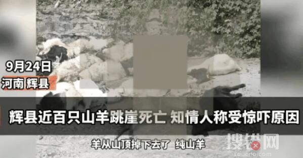 河南輝縣近百只山羊接連跳崖墜亡 原因竟是這樣簡直太嚇人了