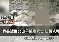 河南輝縣近百只山羊接連跳崖墜亡 為什么跳崖墜亡？
