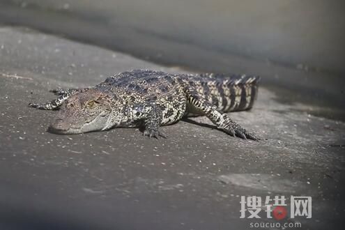 上海黃浦江畔的鱷魚抓到了 原因竟是這樣簡直太可怕了