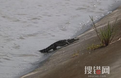 上海黃浦江畔的鱷魚抓到了 原因竟是這樣簡(jiǎn)直太可怕了