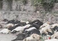 羊主人回應山羊集體跳崖墜亡 始料未及真相簡直令人震驚