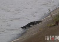 上海黃浦江畔的鱷魚抓到了 為什么黃浦江會有鱷魚？