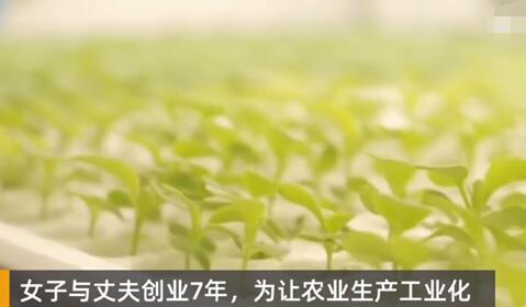 女子建植物工廠讓菠菜一年長(zhǎng)22茬 原因竟是這樣簡(jiǎn)直太驚人