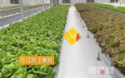 女子建植物工廠讓菠菜一年長(zhǎng)22茬 原因竟是這樣簡(jiǎn)直太驚人