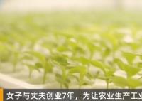 女子建植物工廠讓菠菜一年長22茬 原因竟是這樣簡直太驚人