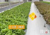 女子建植物工廠讓菠菜一年長22茬 始料未及真相簡直令人震驚