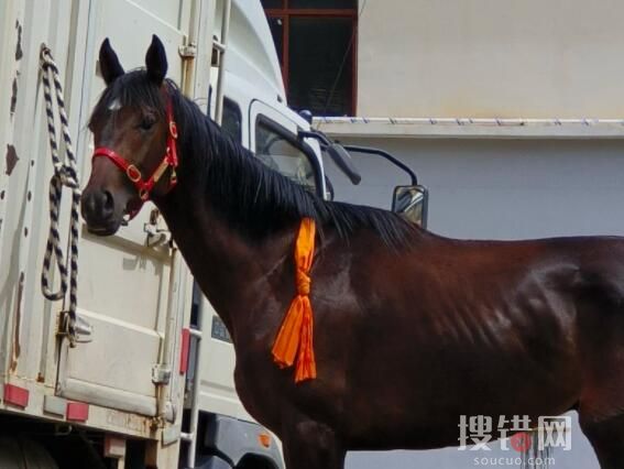 價值28萬純血馬在麗江“走失” 原因竟是這樣簡直太崩潰