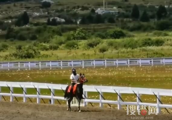價值28萬純血馬在麗江“走失” 原因竟是這樣簡直太崩潰