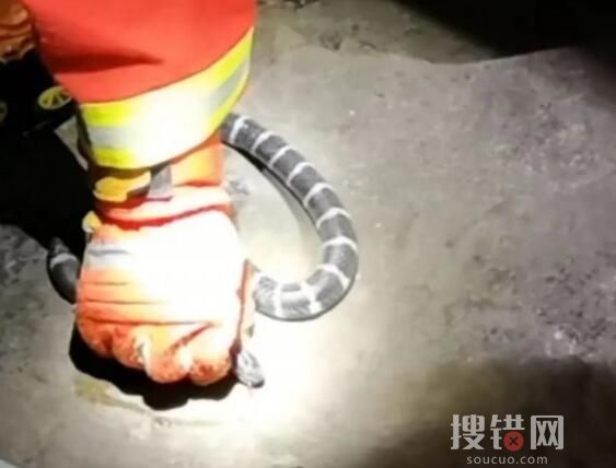女孩網(wǎng)購毒蛇當(dāng)寵物 一個月后身亡 為什么異寵傷人事件屢屢發(fā)生？