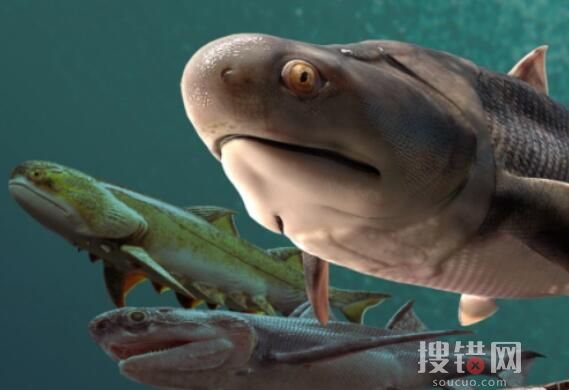 “從魚到人”有了關(guān)鍵證據(jù) 魚類化石證據(jù)浮出水面