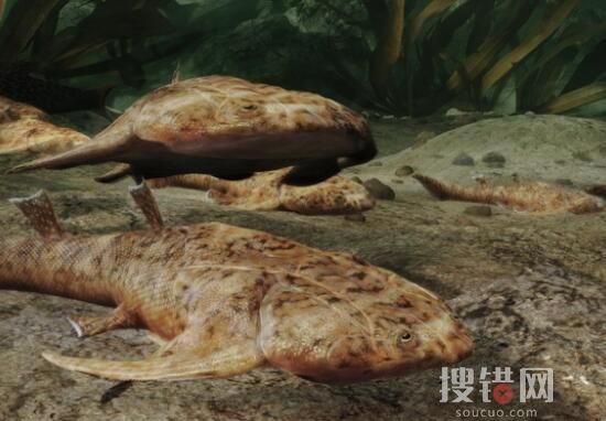 “從魚到人”有了關鍵證據 魚類化石證據浮出水面