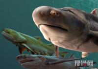 “從魚到人”有了關(guān)鍵證據(jù) 魚類化石證據(jù)浮出水面