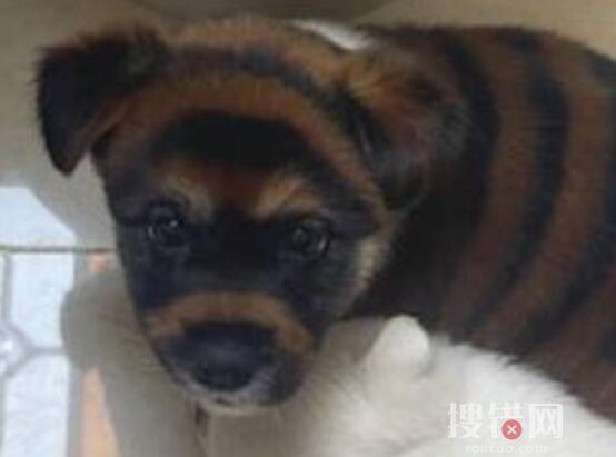 花700買虎皮犬回家發現是染色狗 原因竟是這樣實在太讓人氣憤