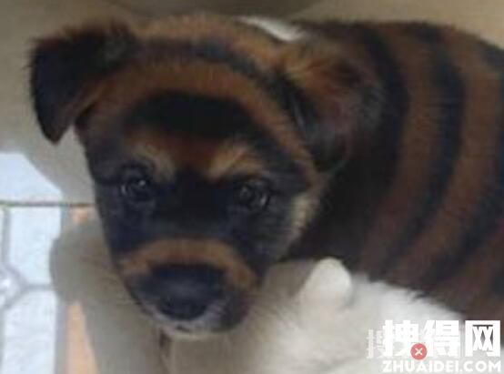 男子花700買虎皮犬發現被騙 意外至極內幕簡直太無語了