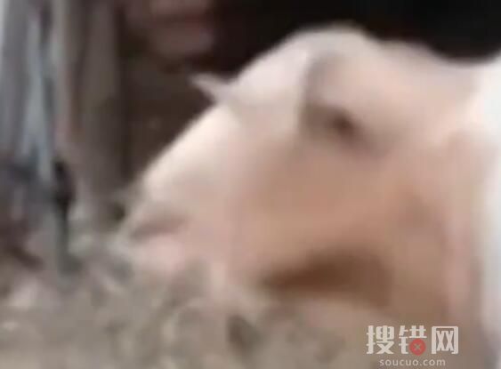 小羊學狗叫嚇懵同伴 對面的羊都嚇懵了