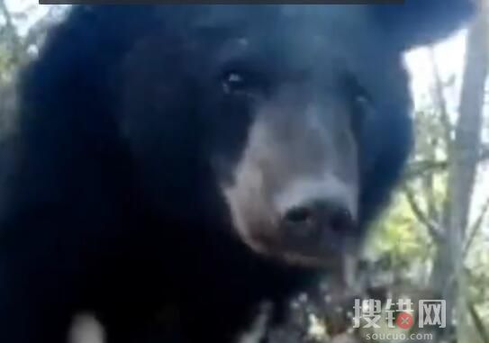 重慶拍到黑熊一家三口林中漫步 隨后依依不舍地離開