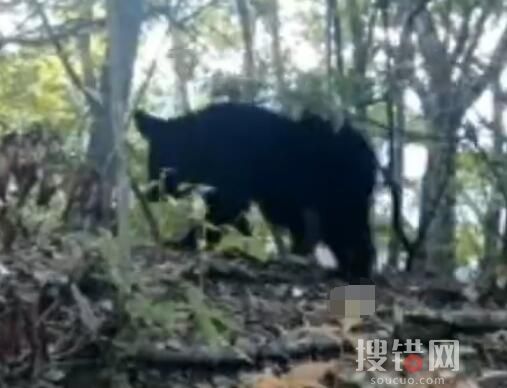重慶拍到黑熊一家三口林中漫步 一家三口同框的珍貴畫面曝光