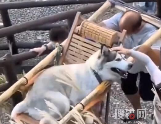 主人雇轎夫抬累癱的哈士奇上山 江西萍鄉女子雇轎夫抬累癱的哈士奇上山