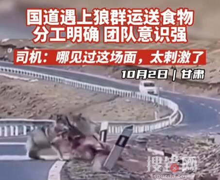 甘肅國(guó)道上司機(jī)偶遇狼群運(yùn)送食物 到底是什么情況？