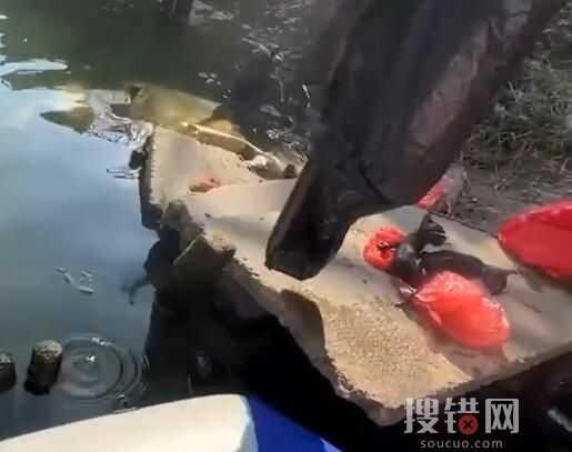 男子釣魚救下被裹塑料袋扔河里的貓 實在太感人了