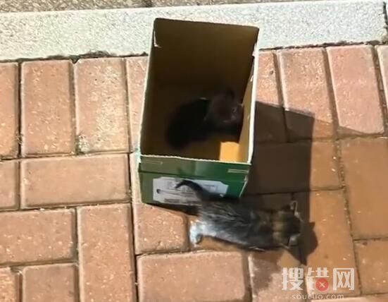 男子釣魚救下被裹塑料袋扔河里的貓 實在太感人了