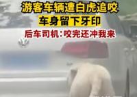 游客車輛遭白虎追咬留下牙印 咬完還向車沖去