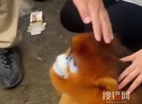 金絲猴弄壞行李架 路人摸頭安慰 原因竟是這樣簡(jiǎn)直太無(wú)奈了