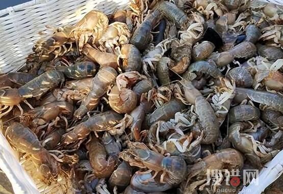 煙臺海邊出現大量瀘沽蝦 原因竟是這樣實在太恐怖了