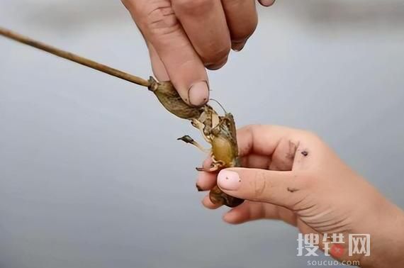 煙臺(tái)海邊出現(xiàn)大量瀘沽蝦 始料未及真相簡(jiǎn)直令人震驚