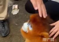 金絲猴弄壞行李架 路人摸頭安慰 原因竟是這樣簡直太無奈了