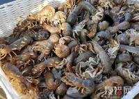 煙臺海邊出現大量瀘沽蝦 原因竟是這樣實在太恐怖了