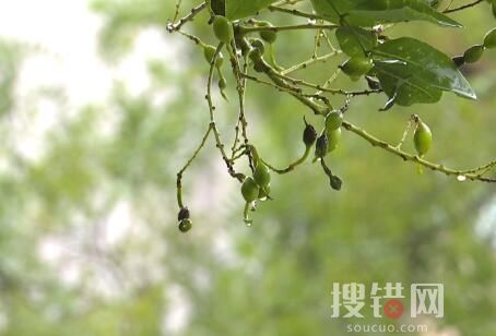 下周江蘇可能出現初霜凍 內幕曝光簡直太意外了