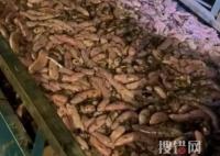 女子驅車3小時連夜到煙臺撈海腸 內幕曝光簡直太意外了
