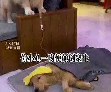 金毛弟弟打吊針哥哥幫舉藥瓶 內幕曝光簡直太意外了