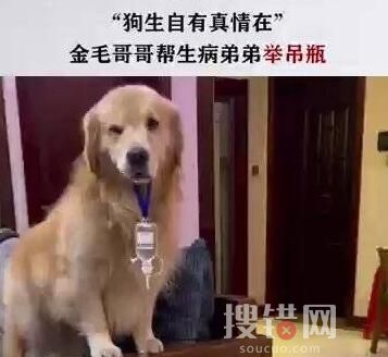 金毛弟弟打吊針哥哥幫舉藥瓶 內(nèi)幕曝光簡直太意外了