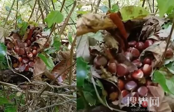 男子在叢林中發(fā)現(xiàn)一堆板栗 內(nèi)幕曝光簡(jiǎn)直太意外了