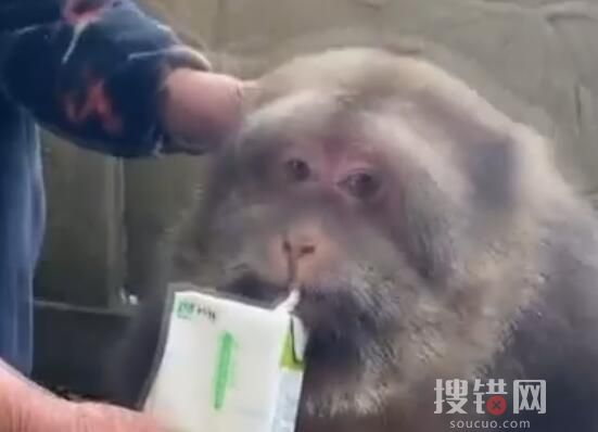 寺廟回應喂獨臂猴:它與寺廟有緣 內幕曝光簡直太意外了