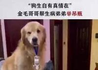 金毛弟弟打吊針哥哥幫舉藥瓶 內幕曝光簡直太意外了