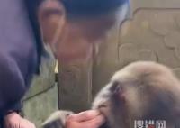 寺廟回應喂獨臂猴:它與寺廟有緣 內幕曝光簡直太意外了
