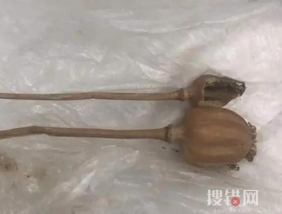 旅客攜帶罌粟過安檢稱治胃病 內幕曝光簡直太意外了