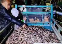 市民狂撈的海腸從哪來?煙臺回應 內幕曝光簡直太意外了