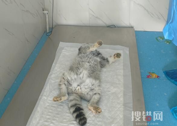 網紅兔猻“猻思邈”意外死亡 究竟是怎么回事？