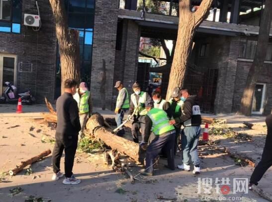 實拍京津冀大風(fēng)來襲樹木被刮斷 究竟是怎么回事？